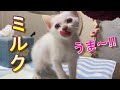 お皿で飲むミルクの飲み方をやっと思い出した生後39日目の子猫【保護猫】