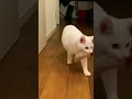 A cat carrying fried shrimp