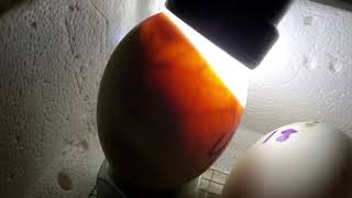 Buff Duck Incubation through Hatch