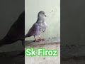 sk Firoz #attitude #pigeon #ustadzabdulsomad ust#youtubeshorts