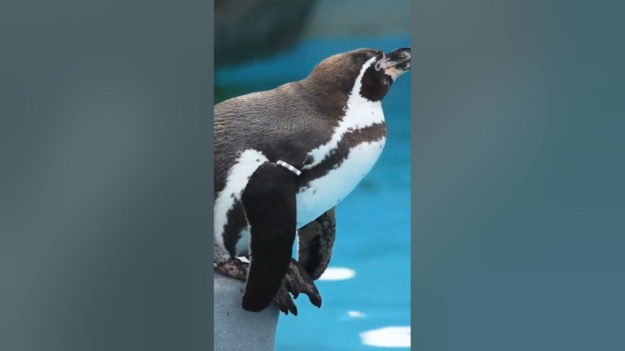 Пингвины, факты, скорость, крылья. #animal - YouTube
