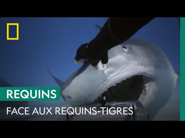 Les comportements à éviter si l'on se retrouve face à un requin