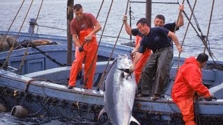 Que nous cache-t-on a propos de la pêche du thon rouge ?