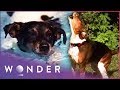 Dog Saves The Life Of Another Dog In Epic Rescue | Pet Heroes S1 EP14 | Wonder