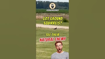 🐿️😱 Ground Squirrels