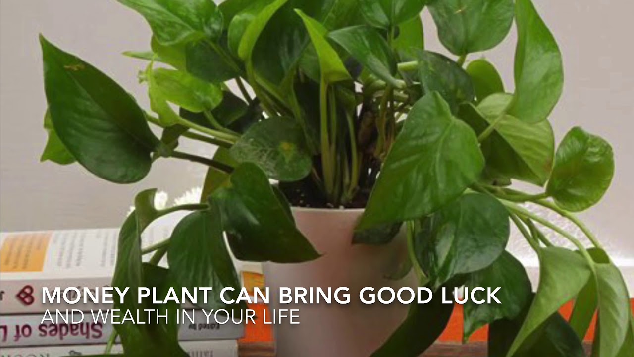 Air purifying money plant YouTube