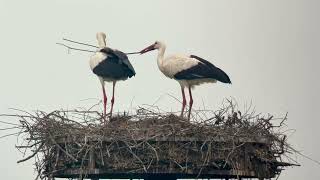 Cigogne blanche, White stork, ciconia ciconia, Maroilles, avril 2024