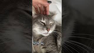 kedinin horlama sesi / Cat snoring sound Resimi