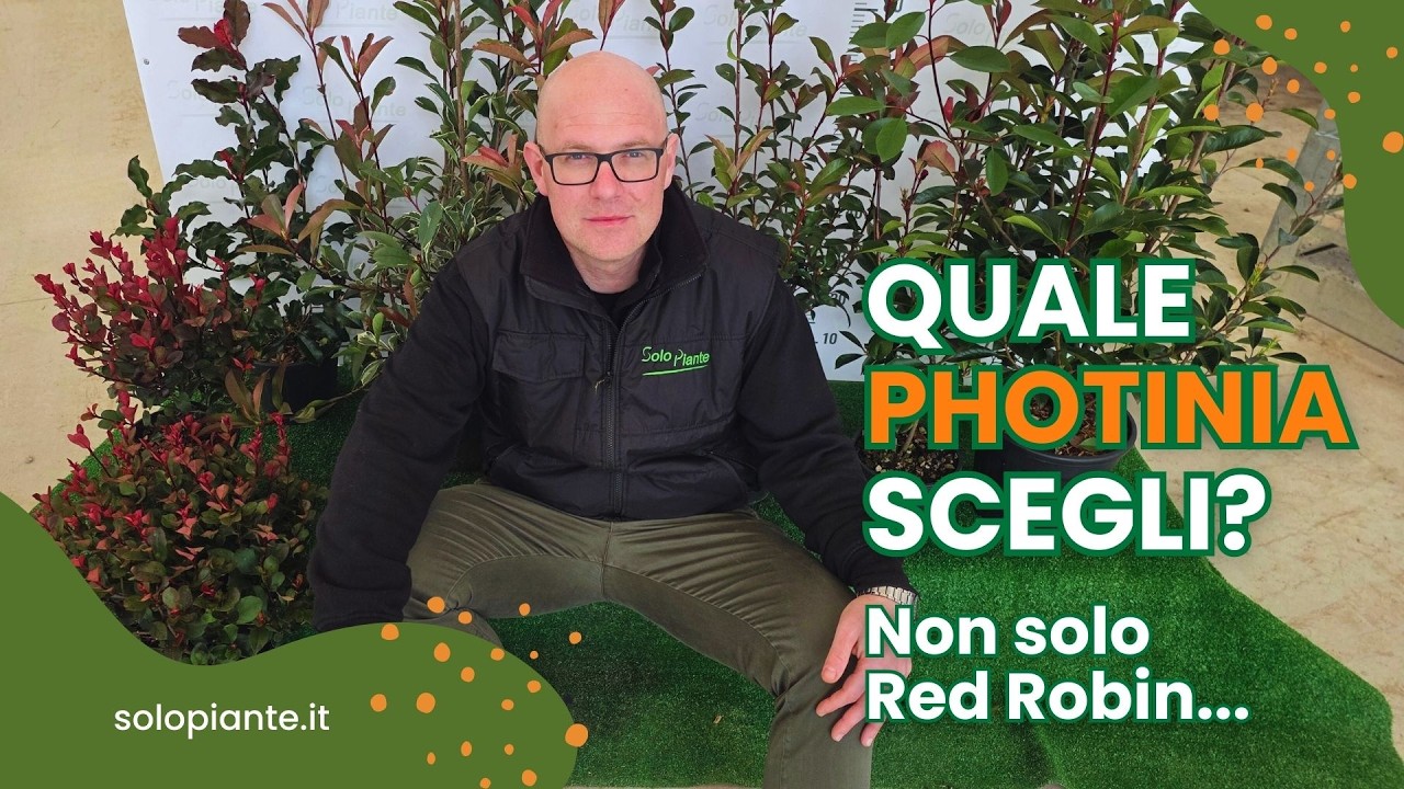 Photinia per siepe: tutte le varietà e quale scegliere (non solo Red Robin)