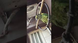 Perico cantando corazón ☝️🤭🤣🤣