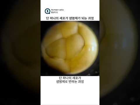단 하나의 세포가 생명체가 되는 과정 thumbnail