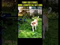 Funny dog stories, bring laughter all day long #funny #dog #happy #pets #doglife #cutedog #cute