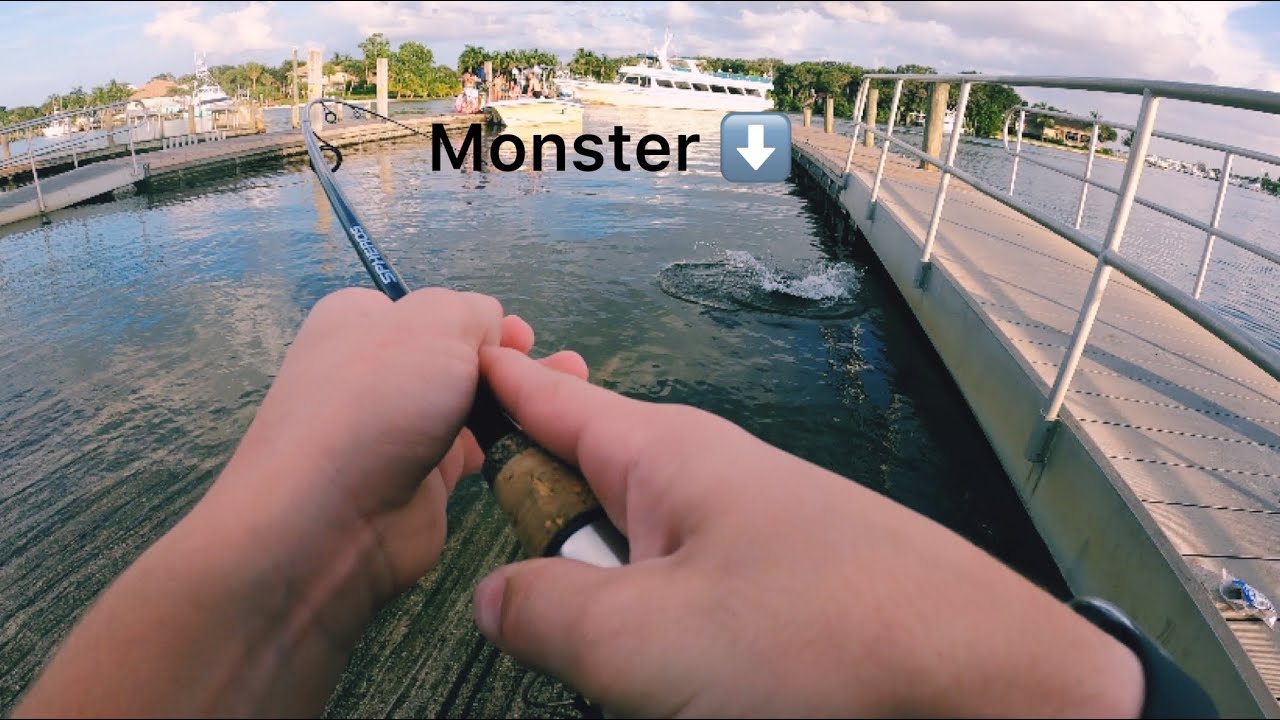 Catching boat ramp giants (catch,clean and cook) - YouTube