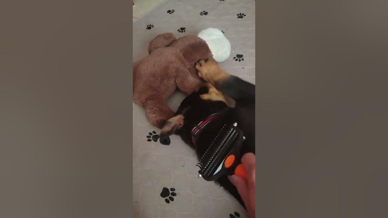 Learn how to brush 💤 rottweiler puppy YouTube