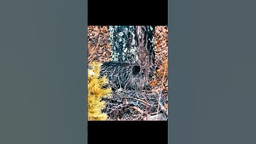 Охота на дикого кабана в глухом лесу — настоящее приключение! #wildboar #boar_hunting #best_shoot