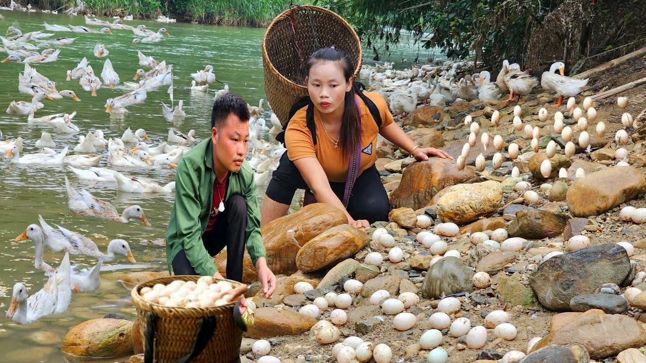 How to harvest duck eggs and bamboo shoots l Lý Thị Sai