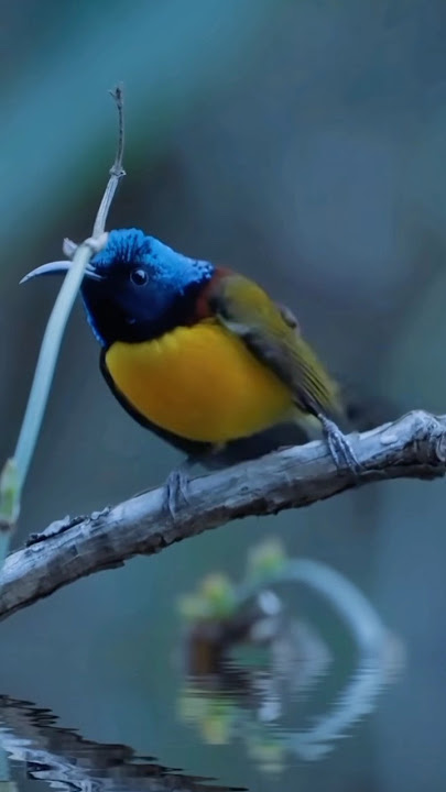 Burung Madu SRIGANTI