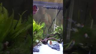 Huge Bosemani Rainbows In Full Colour