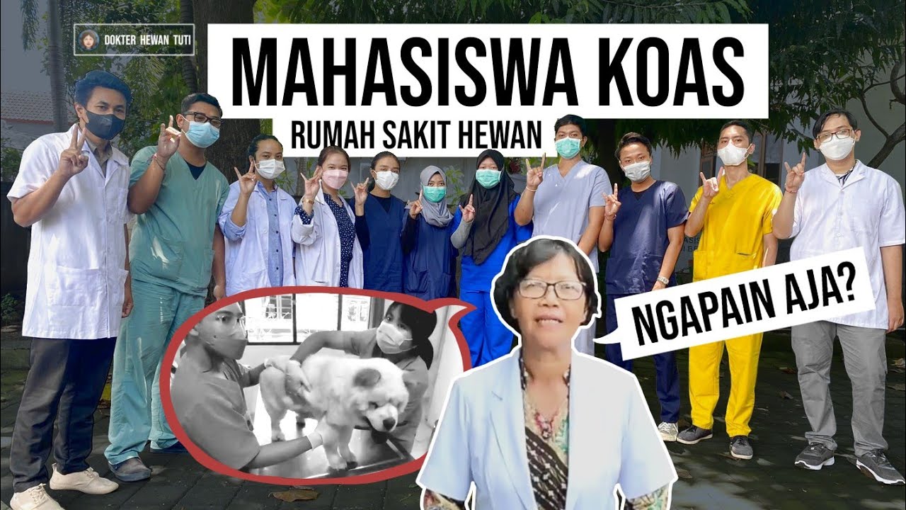 Kegiatan Mahasiswa Koas Kedokteran Hewan di Rumah Sakit Hewan Universitas Udayana Bali.