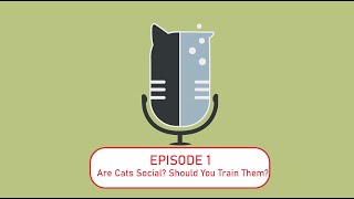 Introducing CatSci Podcast!