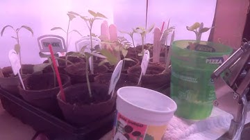 plant growth timelapse 2018-03-15