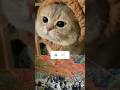 #catshorts #catlovers #cats #fypシ゚viral