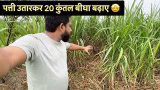 गन्ने की पत्ती उतारकर 20 कुंतल बीघा बढ़ाए 🤩🤩 Sugarcane Deleafing by Hello Kisaan 16,225 views 1 year ago 3 minutes, 43 seconds