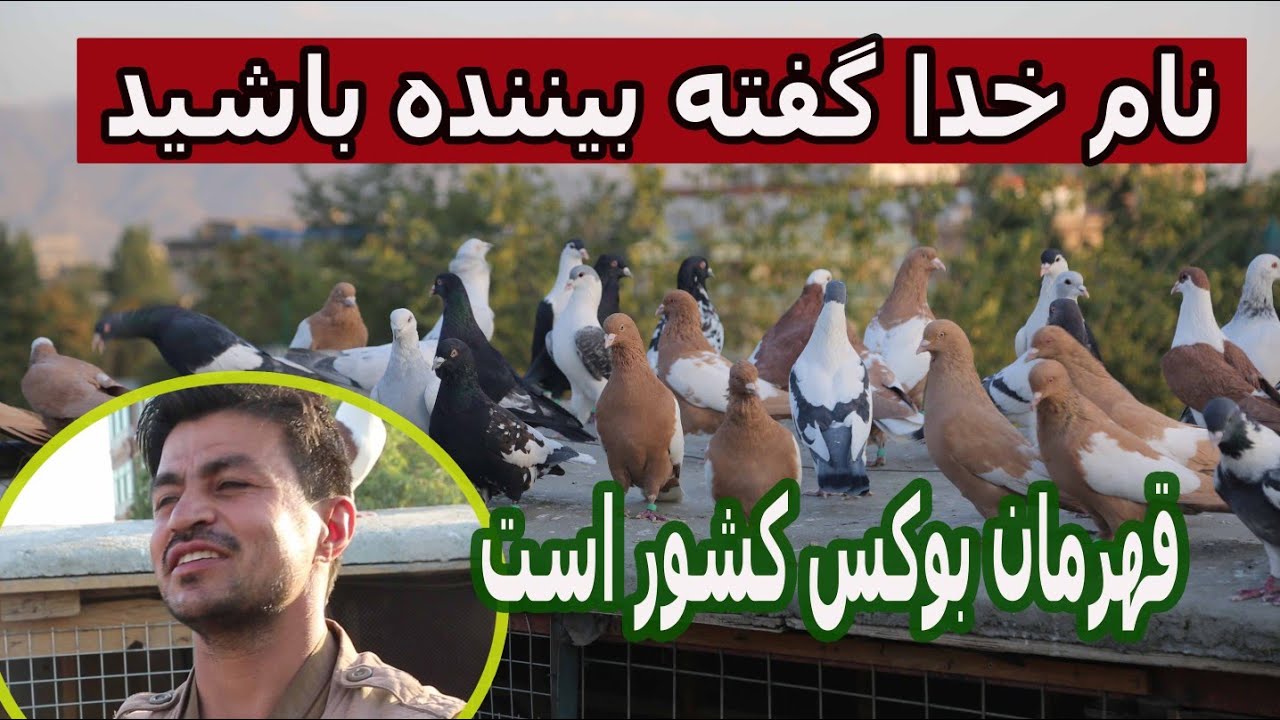 کفتر بازی کابل، خیل استاد عزیز در کوته سنگی