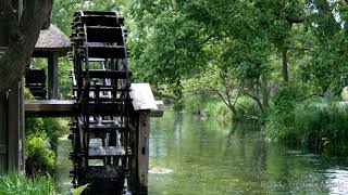 自然の音とともに音楽をリラックス  水の音、バードソング、鳥の歌、リラックスした音  【水の音自然の瞑想BGM】