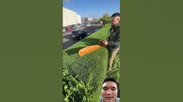 Hàng rào cây cảnh siêu đẹp cho ngôi nhà