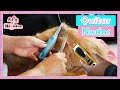 QUITAR NUDOS DEL PELO DE TU FELINO| No mas nudos