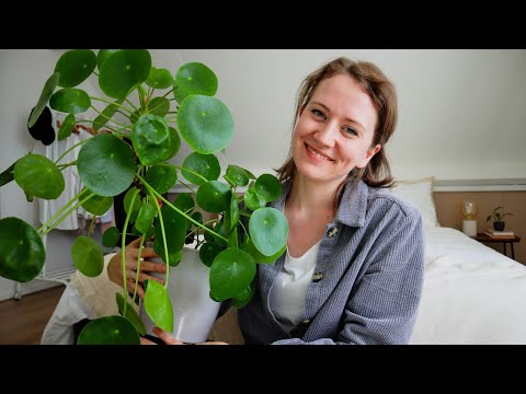Video: Spidermossen kweken: hoe u spiderwort-planten kunt kweken en verzorgen