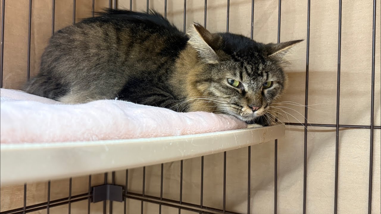 Please support the cats with your Super Chats! Moff came back .