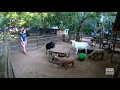 Hay ball enrichment with goats and sheep