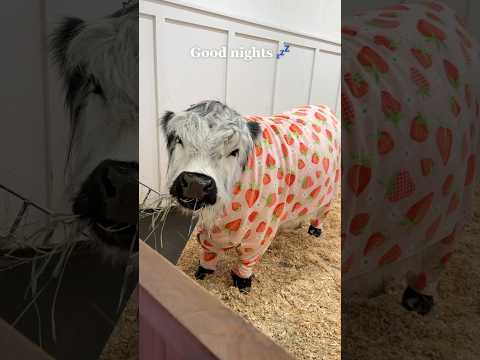 My Cow’s Bedtime