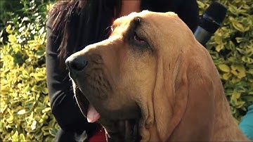 The Bloodhound - Bests of Breed