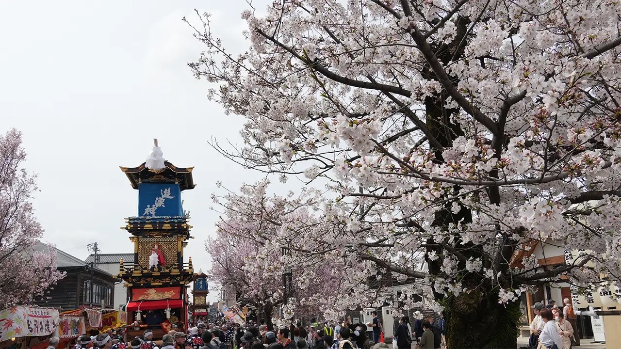 犬山祭（試楽祭）　満開の桜の下で