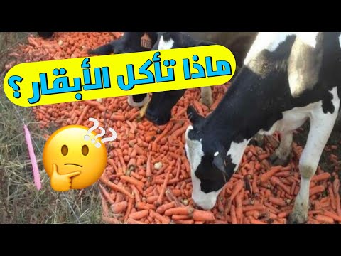ماذا تأكل الأبقار أنواع الأعلاف التي تحتاجها الأبقار