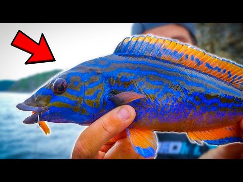 Wideo: Co jedzą Sculpin Fish?
