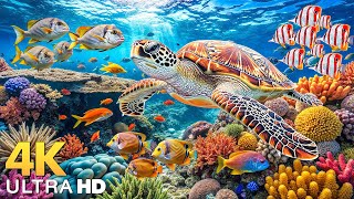 Amazing 4K Ocean Adventure - Dive Deep and Marvel at Sea Animal in The Best 4K ULTRA HD Aquarium #5