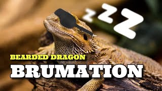 My Bearded Dragon Is Going Into Brumation! Now What?