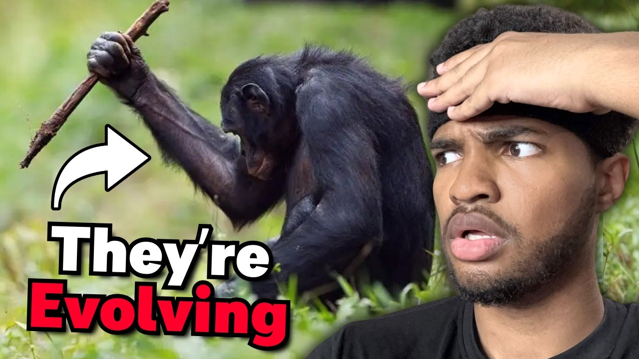 Why Chimpanzees May Be The Next Humans