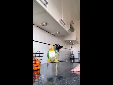 Weekend jump with white-bellied caique parrot.⁣⁣ #shorts #funny #viral ⁣⁣