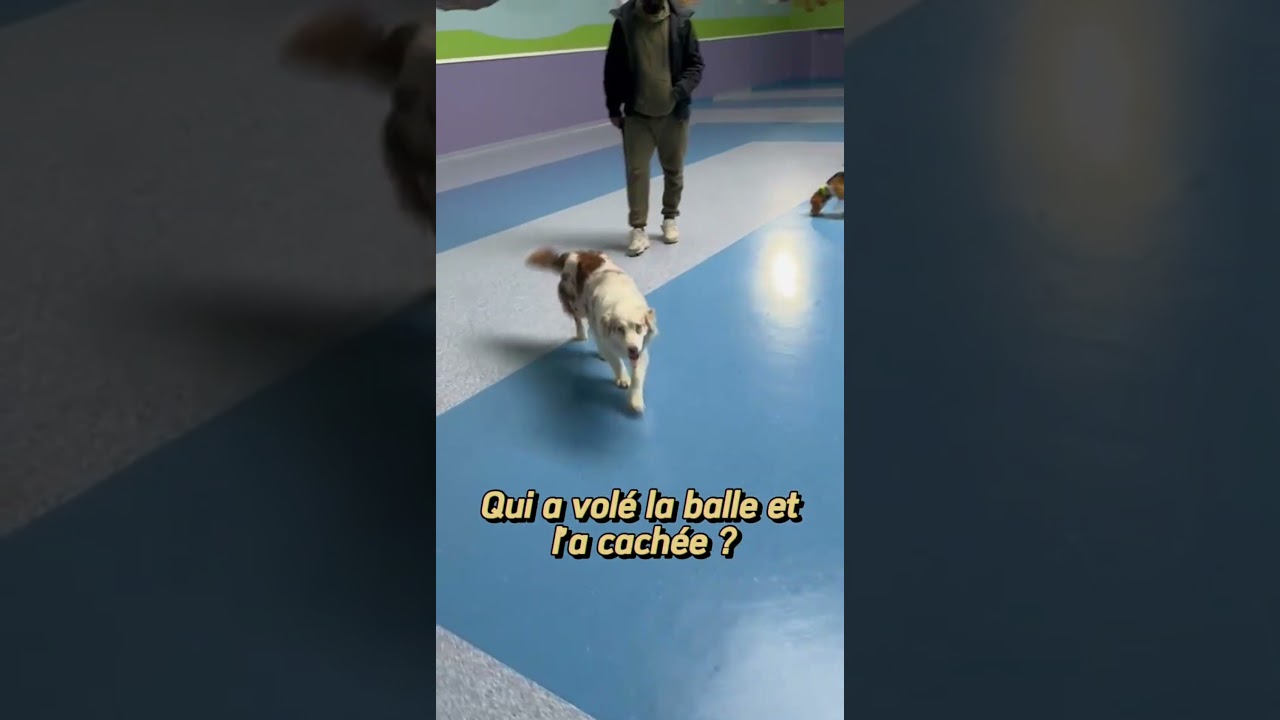 La Méthode Française d'Excellence Canine | Forever Dog Training