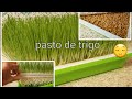 Cómo germinar pasto de trigo hidropónico