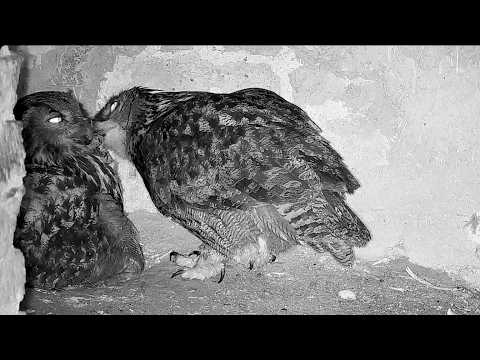 Eifel Ruins Routine March 12-14 2026 live cam preview