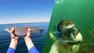 Flathead & BIG Whiting Fishing | Free DIVING in Clear BLUE Water | Fishing South Australia - Ep 26