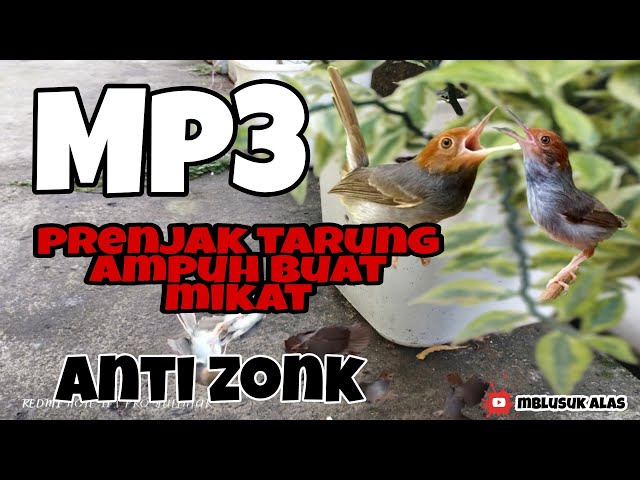 Mp3 Pikat Terampuh Untuk Prenjak Yang Sering Di Pikat Terbaru 2022(Pasti Langsung Dapat) class=