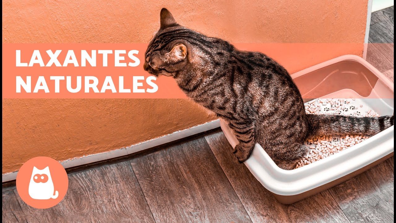 8 REMEDIOS CASEROS para el ESTREÑIMIENTO en GATOS 🐱🐾 ¿Qué Darle a un Gato Estreñido?