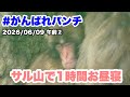 6/9 午前(2) パンチくん、サル山で1時間お昼寝(Punch-kun takes a one-hour nap.) 2026.06.09